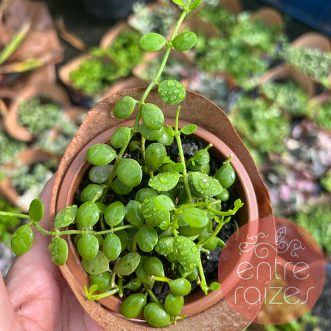 Dischidia nummularia