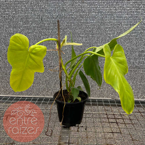 Philodendron Bipennifolium aurea 'Golden Violin'