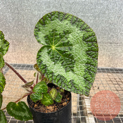 Begônia sizemoreae