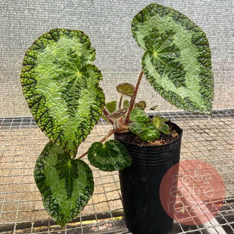 Begônia sizemoreae