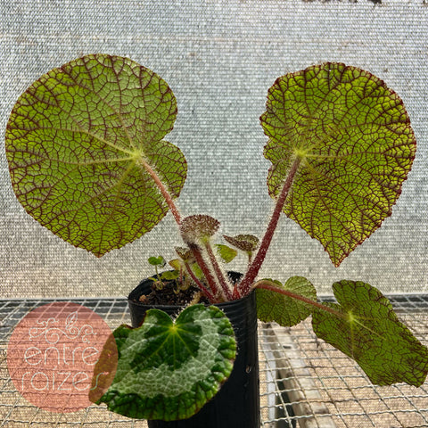 Begônia sizemoreae