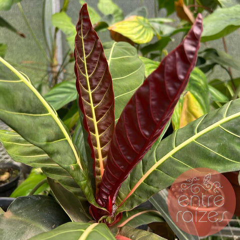 Pentagônia wendlandii