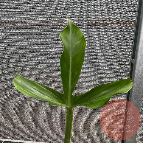 Philodendron applanatum