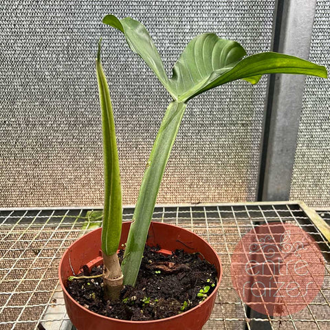 Philodendron applanatum