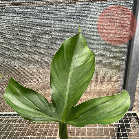 Philodendron applanatum