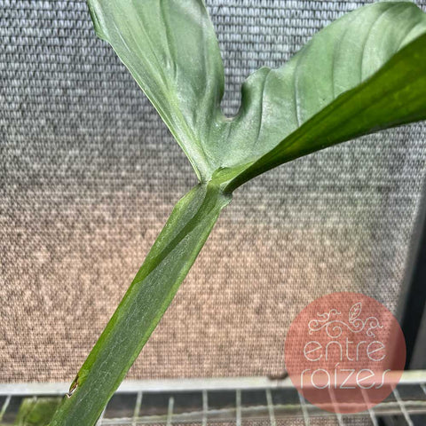 Philodendron applanatum