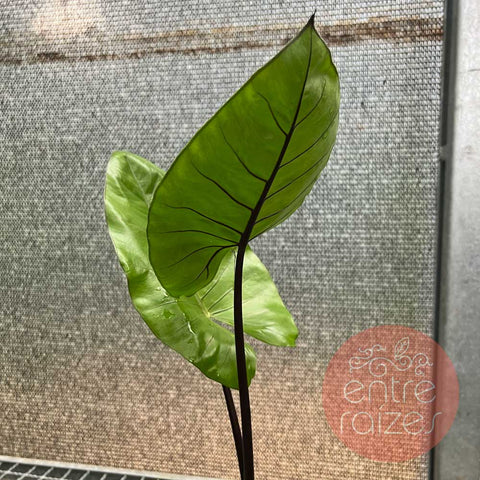 Alocasia 'Talo Negro'