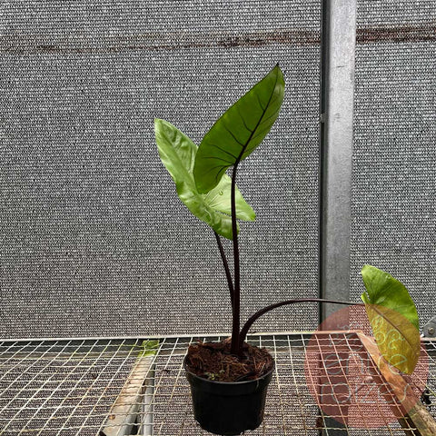 Alocasia 'Talo Negro'