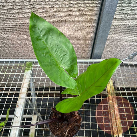 Alocasia 'Talo Negro'