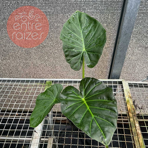 Alocasia 'Regal Shield'