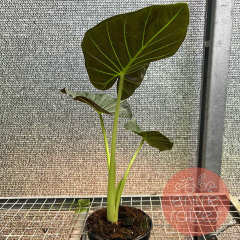 Alocasia 'Regal Shield'