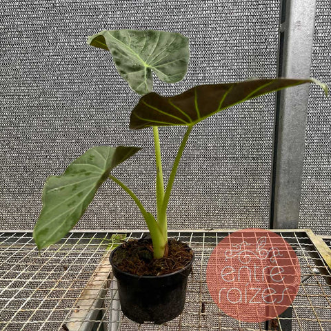 Alocasia 'Regal Shield'