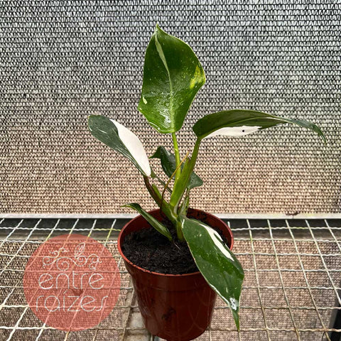 Philodendron 'White Wizard'