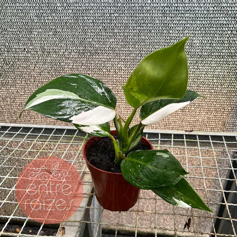 Philodendron 'White Wizard'