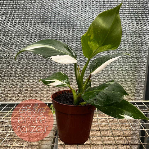 Philodendron 'White Wizard'