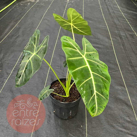 Alocasia 'Frydek' M