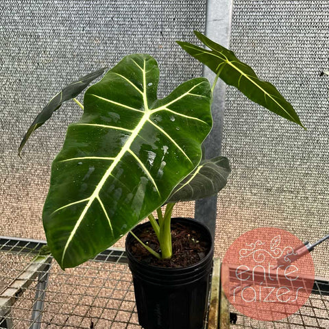 Alocasia 'Frydek' M