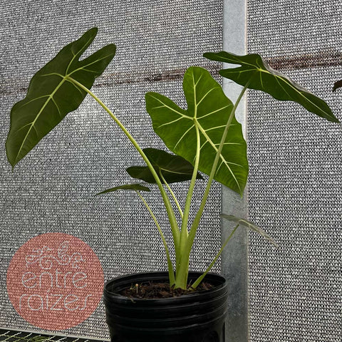 Alocasia 'Frydek' M