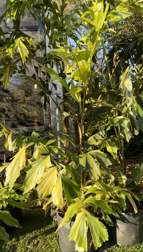 Caryota mitis 'variegata' (Palmeira rabo-de-peixe-variegata)