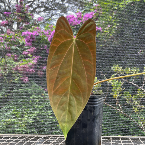 Anthurium Papillilaminum