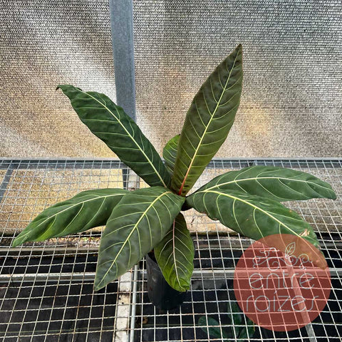 Pentagônia wendlandii