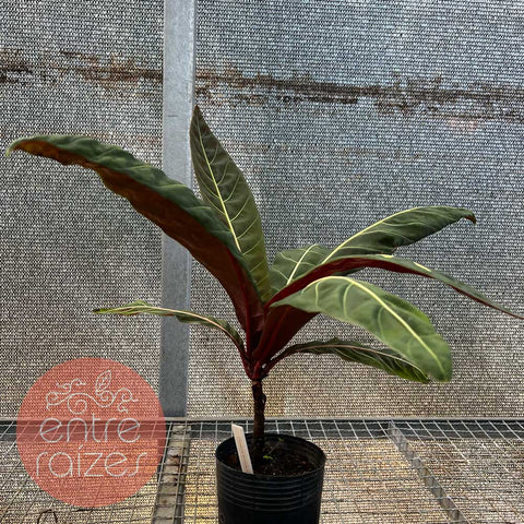 Pentagônia wendlandii
