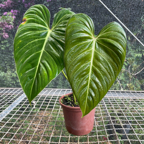 Philodendron 'Glorious’