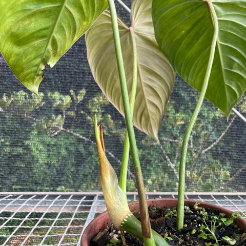 Philodendron 'Glorious’
