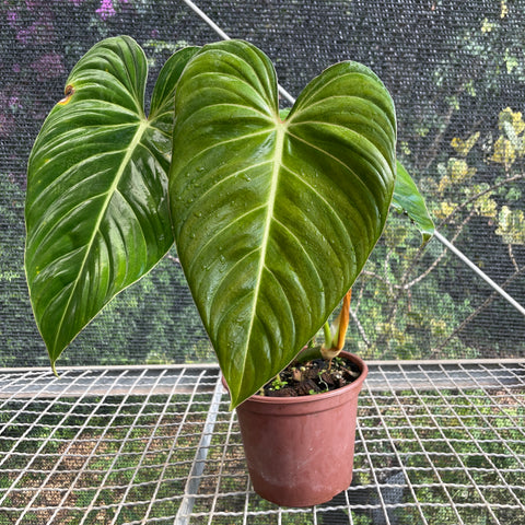 Philodendron 'Glorious’