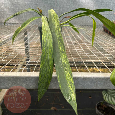 Anthurium vittarifolium 'variegata'
