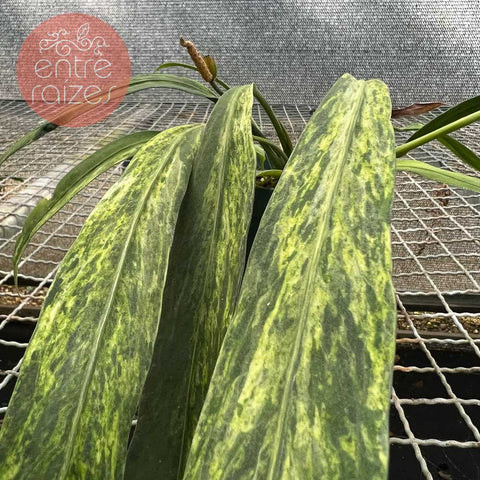 Anthurium vittarifolium 'variegata'