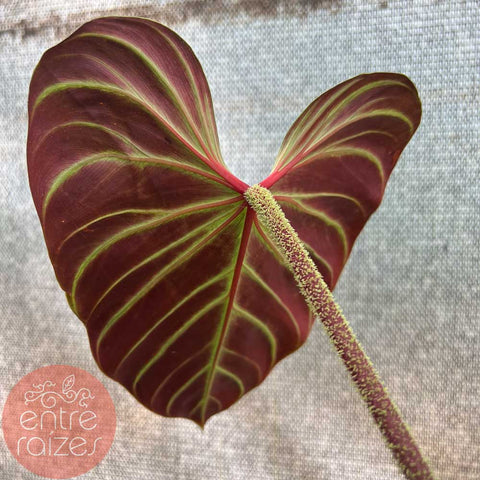 Philodendron verrucosum 'Rojo'
