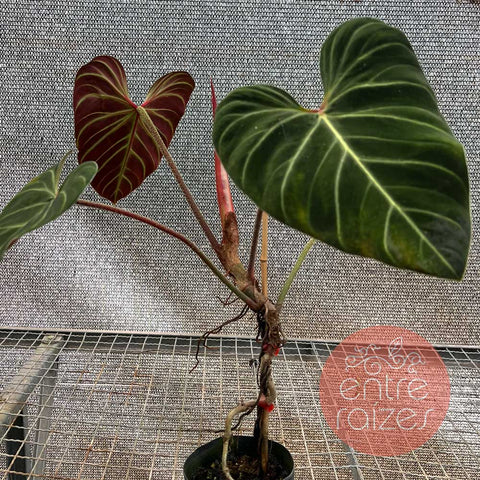 Philodendron verrucosum 'Rojo'