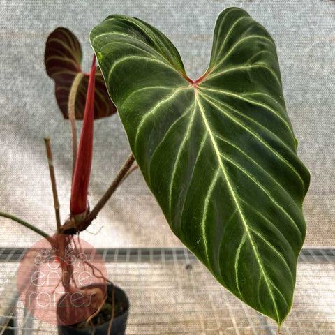 Philodendron verrucosum 'Rojo'