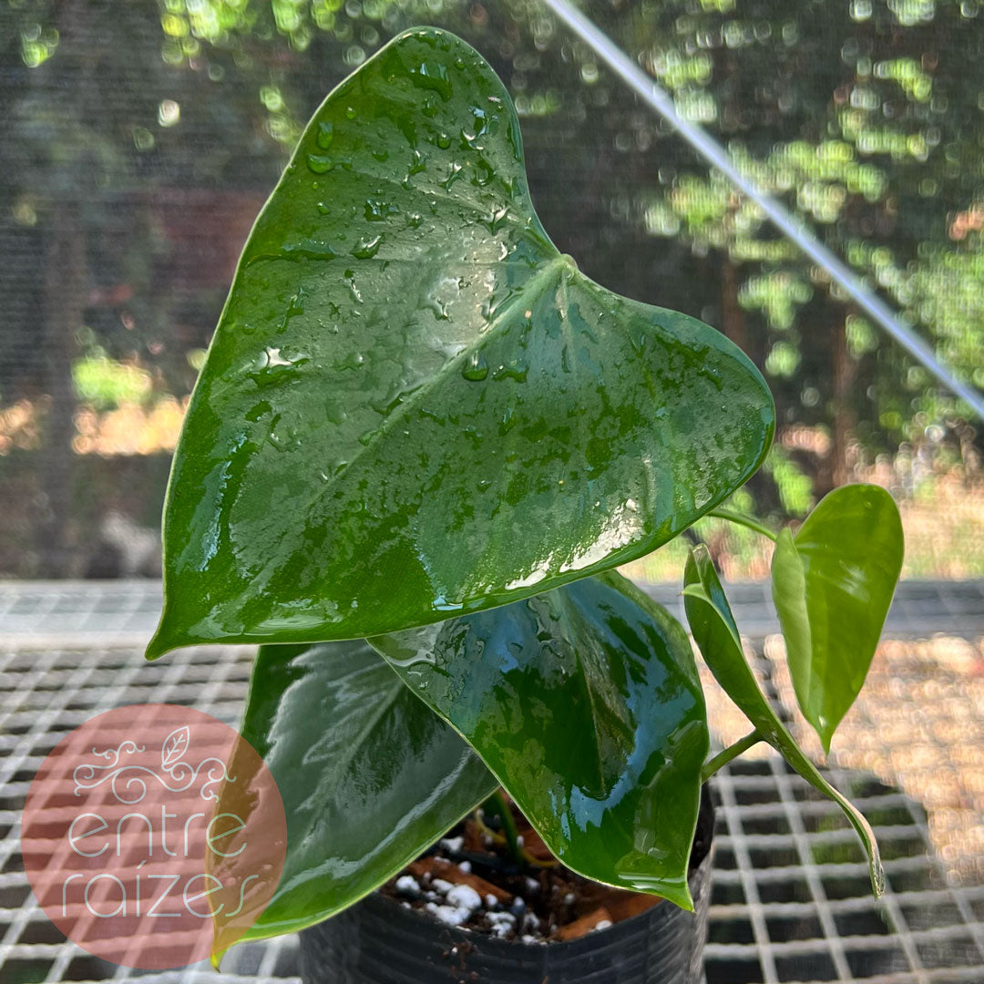 Philodendron deltoideum Poepp. 'delta'  Entre Razes Botnica