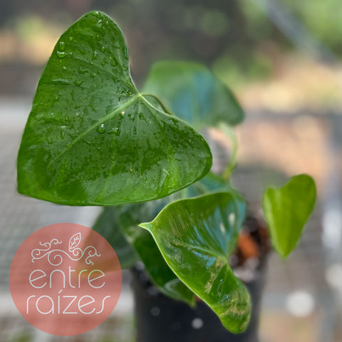 Philodendron deltoideum Poepp. 'delta'