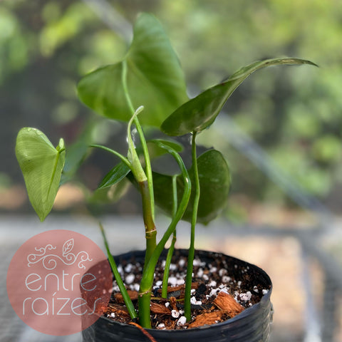 Philodendron deltoideum Poepp. 'delta'