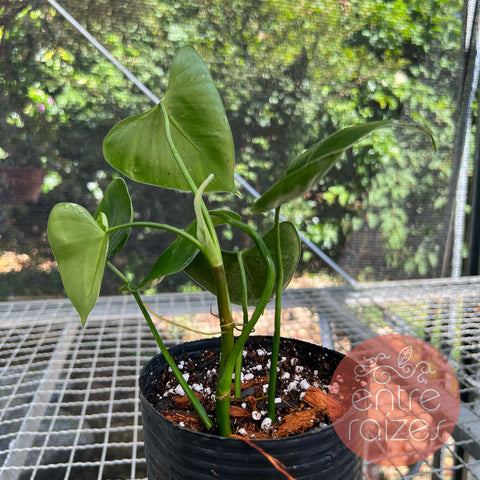 Philodendron deltoideum Poepp. 'delta'