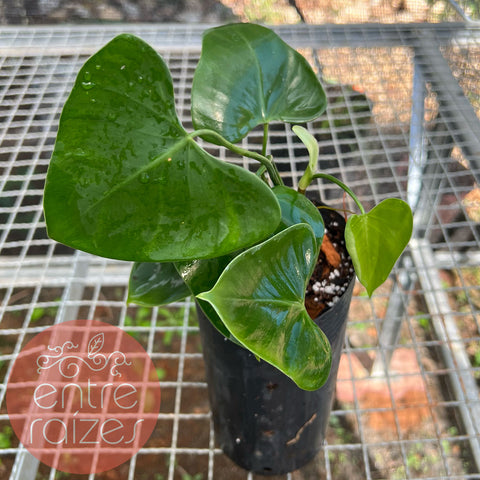 Philodendron deltoideum Poepp. 'delta'