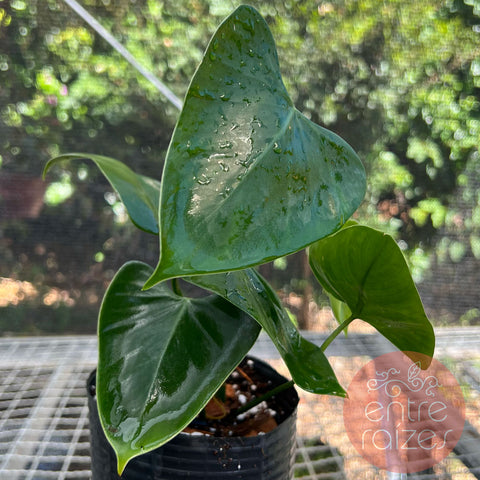 Philodendron deltoideum Poepp. 'delta'