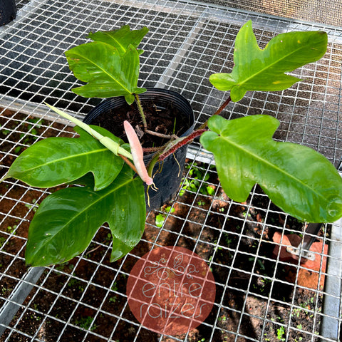 Philodendron squamiferum