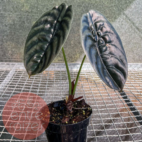 Alocasia cuprea