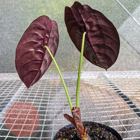 Alocasia cuprea