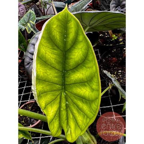 Alocasia baginda 'Dragon Scale'