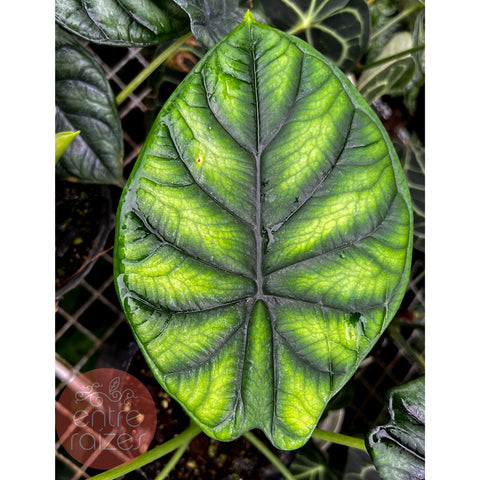 Alocasia baginda 'Dragon Scale'