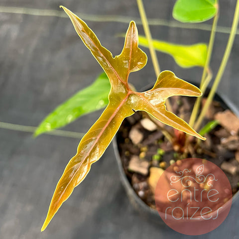Anthurium pedatum 'C'