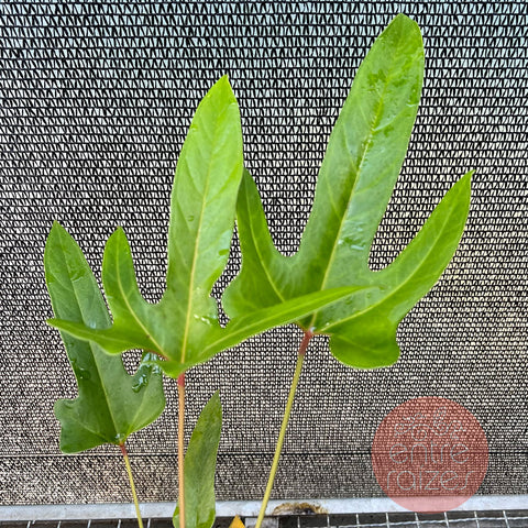 Anthurium pedatum 'C'