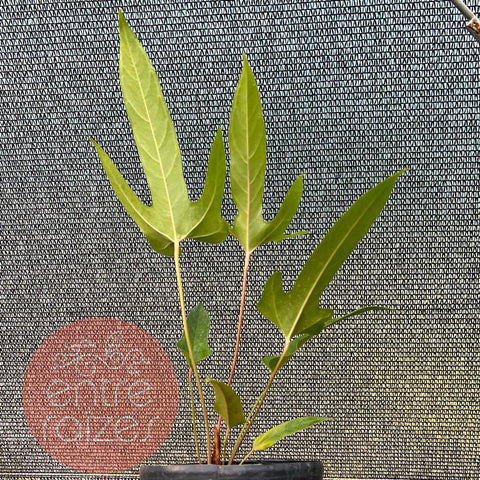 Anthurium pedatum 'C'