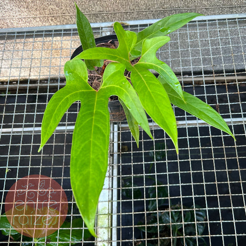 Anthurium pedatum 'C'