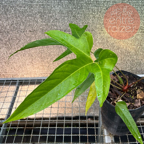 Anthurium pedatum 'C'